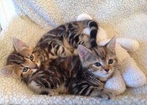 Bengal Kittens - one boy and one girl - NICE SPOTS +1 ***