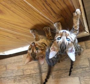 Amazing Bengal kitten for adoption