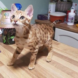 F2 Bengal Male Maclaw Bengals Prince Atlas