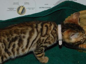 Bengal kitten
