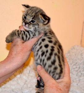 Bengal Kittens for sale