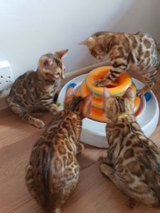 Bengal kittens