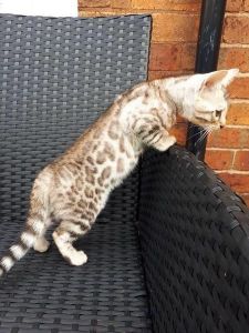 SLIVER BENGAL KITTEN FEMALE READY NOW