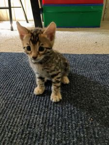 Gorgeous Bengal Kittens