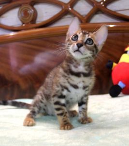 Bengal kittens for sale