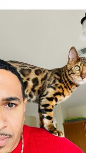 Romeo the bengal cat