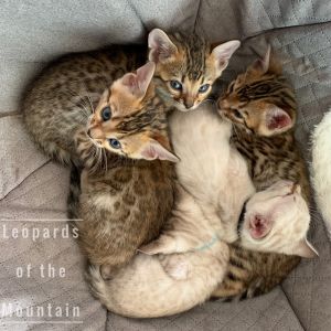 Bengal kittens