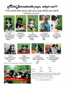 Mini Bernedoodle pups, adopt me!!!