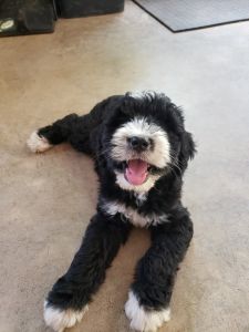 Bernedoodles for sale in Taylorsville NC.