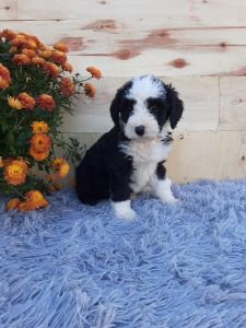 Sky Female Bernedoodle