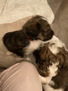 Bernedoodle Puppies