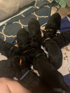 Smith puppies