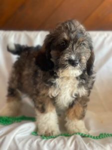 Mini Bernadoodle