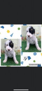 F1bb Bernedoodles