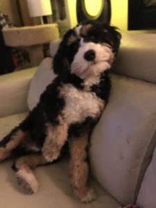 Mini Bernidoodle