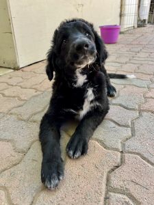 2 female puppies for sale