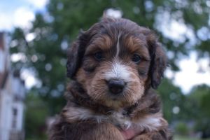 Bernedoodle Puppy