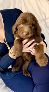 F1b Bernedoodle Puppy Rare Chocolate Male