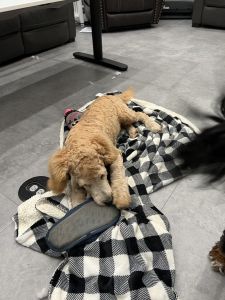 4 month old Berendoddle