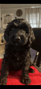 F1BB Bernedoodle Puppies