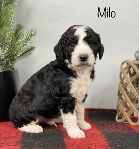 F1B Bernedoodle - Milo