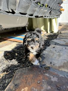 Miniature Bernedoodle