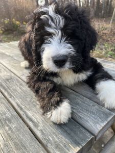 Bonnie’s Bernedoodles
