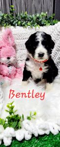 Bentley F1b Mini Bernedoodle DOB 2/17/23