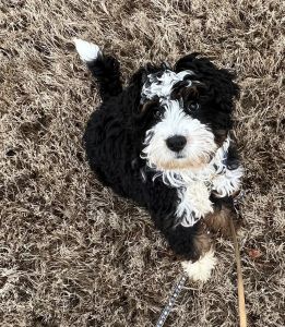 16 Weeks Bernedoodle F1B Male