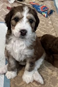 Adorable puppies, white and brown female, 6 weeks