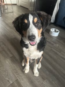 6month Bernedoodle male