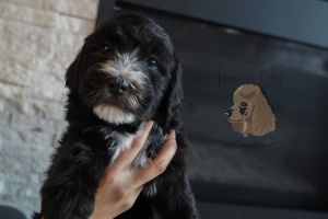 Dyani - Happy and Health Tested! F1B Mini Bernedoodle