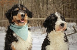 F2 Bernedoodle Quinn