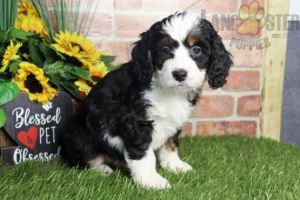 Lyla Female Mini Bernedoodle