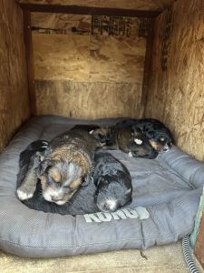 Bernedoodle Puppies