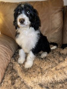 Bernadoodle puppies looking for homes