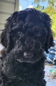 BERNADOODLE PUPPY KANSAS CITY MO.