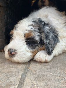 Mini Bernedoodles For Sale