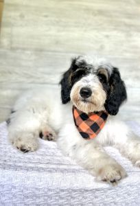 F1b Mini Bernedoodle