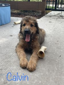 Saint Bernedoodle Puppies
