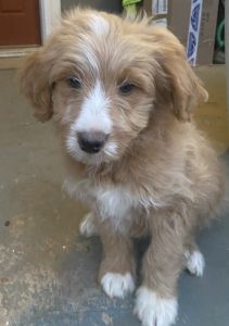 Micro Mini F1b Golden Berenedoodle