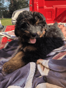 Female Miniature Bernerdoodle