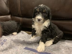 Bernadoodle Puppies for sale