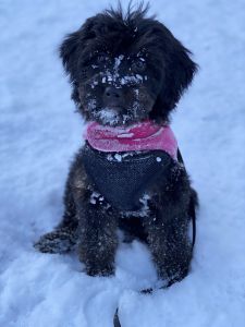 Mini Bernedoodle puppy for sale