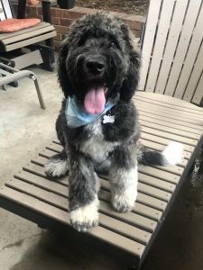 Bernedoodle F1b standard