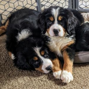 Miniature Bernese Mountain Dog Puppies