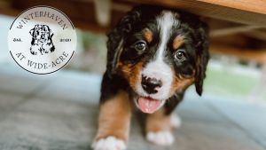 Quality akc Berner puppies available now!
