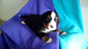 Adorable Bernese Mountain