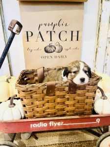 Great Bernese Litter of puppies