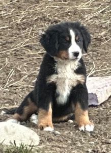 Maximus Bernese Puppy